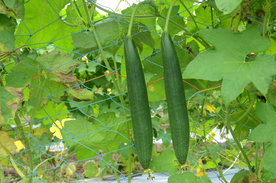 Sponge Gourd