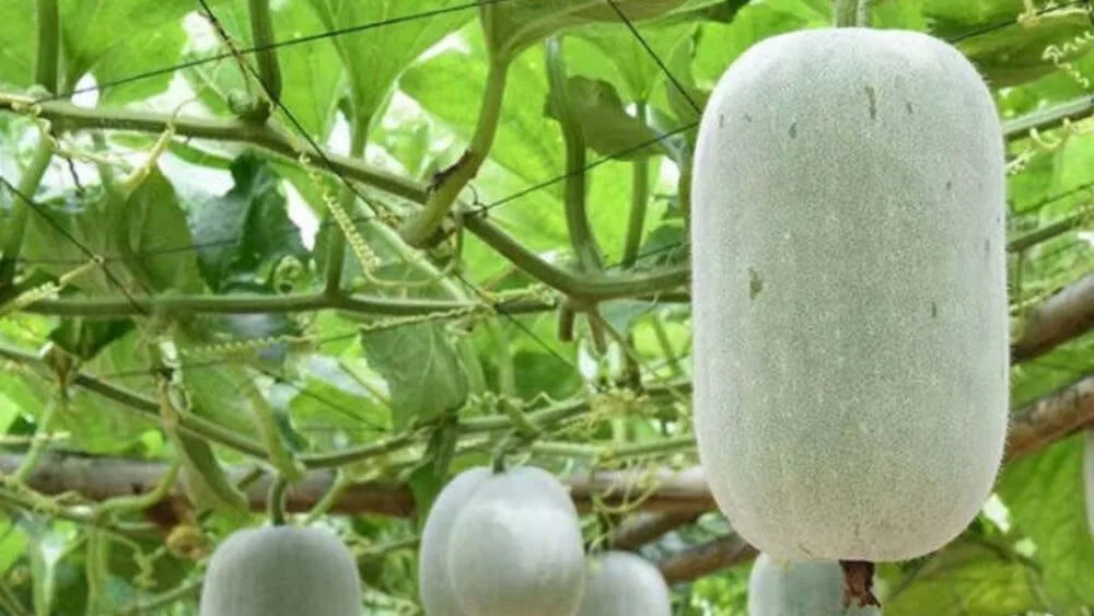 Ash Gourd
