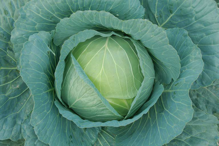 Cabbage