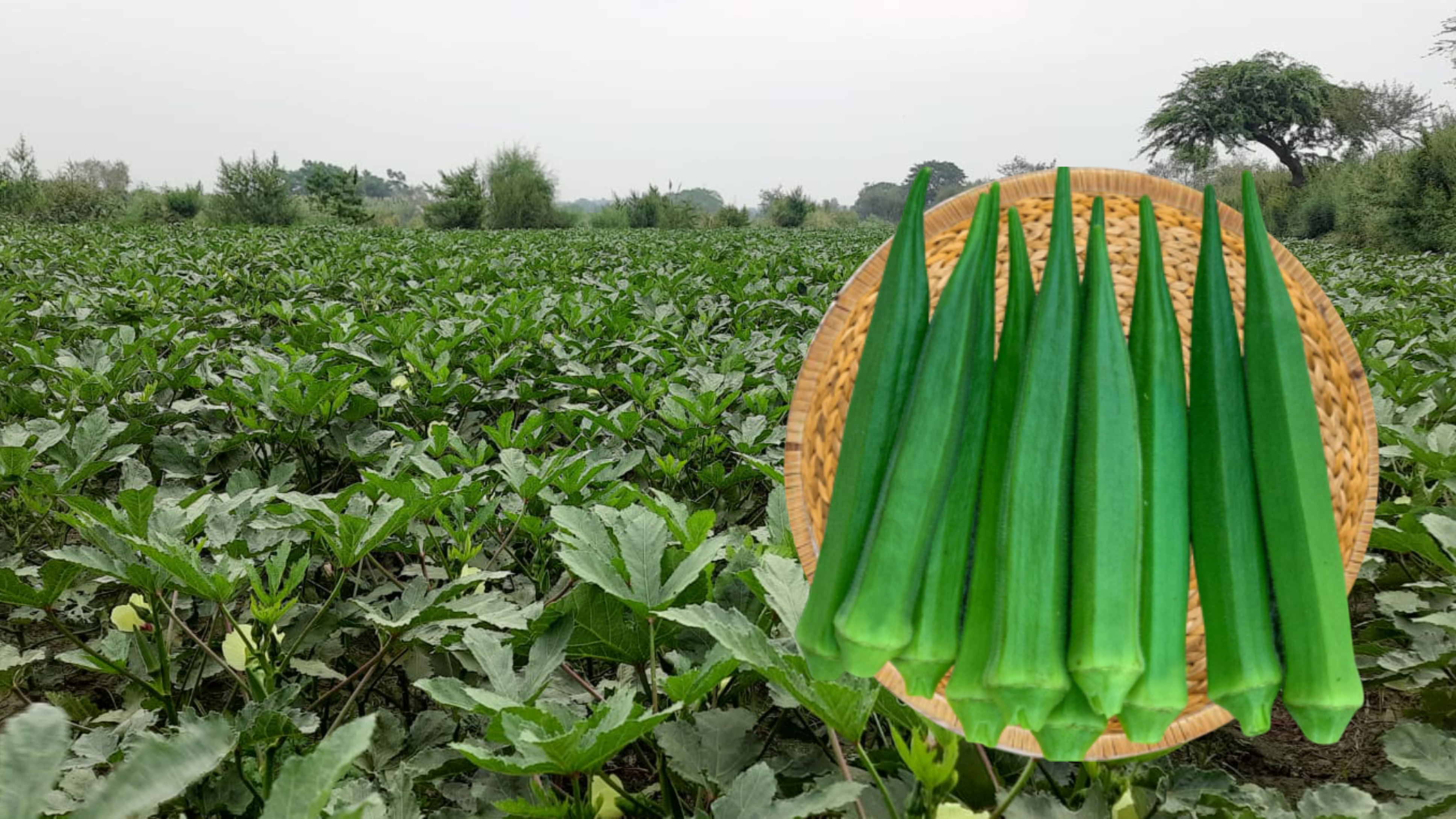 Bhindi (Okra)